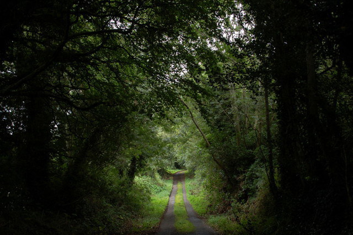 Title: Lane through the Ferry Wood near Omeath. Description: The Ferry Wood near the County Bridge takes its name from the ferry which used to operate across the river to the Co Down side at Narrow Water. This is the lane which runs from the Omeath-Newry road to the shore.. Copyright: Albert Bridge. License: cc-by-sa/2.0. Source: https://www.geograph.ie/photo/234487